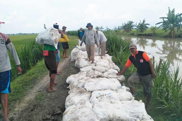 Rawan Jebol, Warga Kanor dan Baureno Kerja Bakti Tinggikan Tanggul Kali Ingas Rawan Jebol, Warga Kanor dan Baureno Kerja Bakti Tinggikan Tanggul Kali Ingas