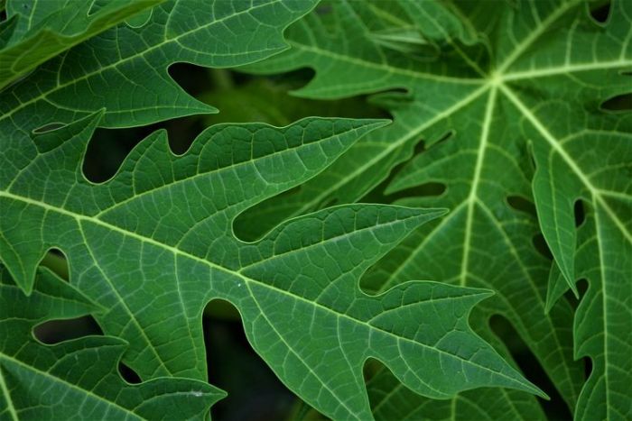 Bisakah Daun Pepaya Menurunkan Hipertensi? Ini Faktanya Bisakah Daun Pepaya Menurunkan Hipertensi? Ini Faktanya