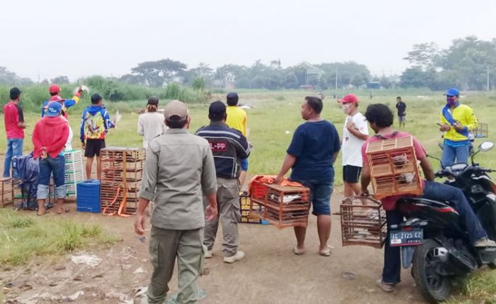 Adu Balap Burung Merpati di Area GOR Jayabaya Dibubarkan Satpol PP