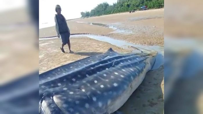 Viral Hiu Tutul Sepanjang 5 Meter Terdampar Mati di Pesisir Dungkek Sumenep