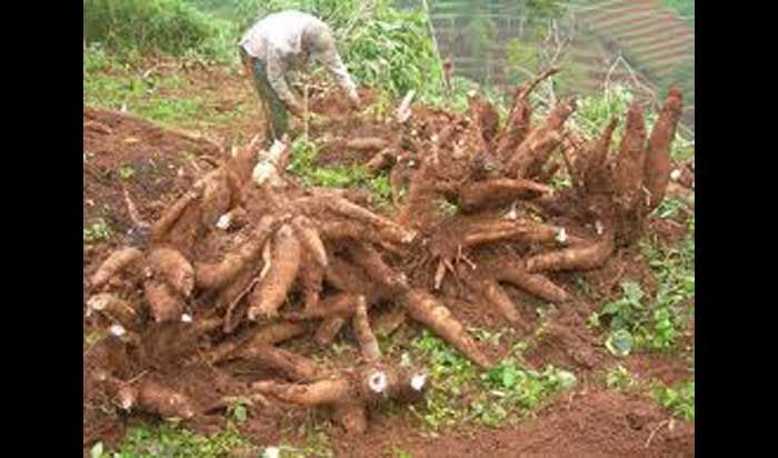 Gara-gara Tapioka Vietnam, Harga Ketela Jatuh, Petani Pacitan Terancam Bangkrut Gara-gara Tapioka Vietnam, Harga Ketela Jatuh, Petani Pacitan Terancam Bangkrut