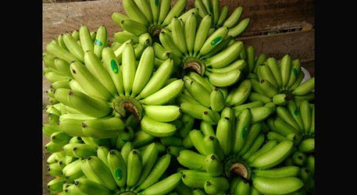 Pisang Mas Kirana dan Salak Pronojiwo Lumajang Raih Sertifikat Internasional Pisang Mas Kirana dan Salak Pronojiwo Lumajang Raih Sertifikat Internasional