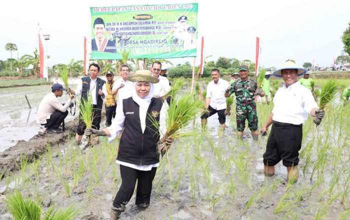 Bersama Menteri Pertanian, Gubernur Khofifah Panen dan Tanam Padi di Tuban Bersama Menteri Pertanian, Gubernur Khofifah Panen dan Tanam Padi di Tuban