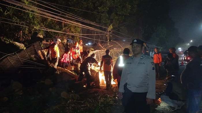 Tengah Malam, Pohon Tumbang di Kota Batu Timpa Kios Bunga dan Kabel Telkom