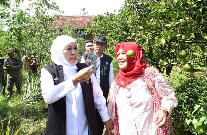 Safari Ramadhan, Gubernur Khofifah Kunjungi Kebun Buah Organik Asosiasi Mitra Tani Unggul Jember Safari Ramadhan, Gubernur Khofifah Kunjungi Kebun Buah Organik Asosiasi Mitra Tani Unggul Jember