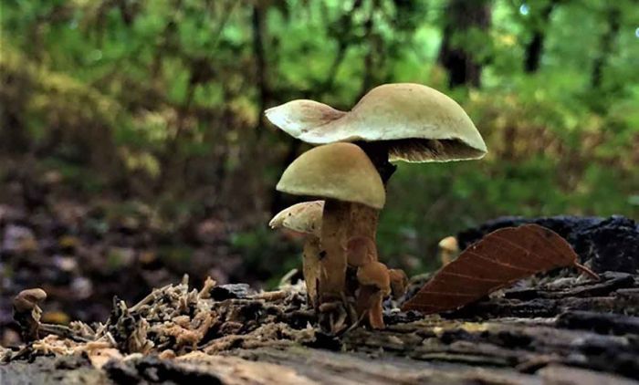 Peneliti Temukan Kandungan Magic Mushroom Mampu Redakan Depresi Peneliti Temukan Kandungan Magic Mushroom Mampu Redakan Depresi