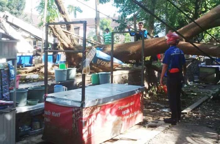 Angin Kencang Tumbangkan Pohon-pohon di Malang, Timpa Mobil, Warung dan Kabel