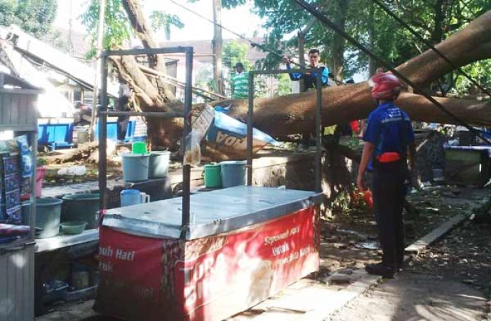 Angin Kencang Tumbangkan Pohon-pohon di Malang, Timpa Mobil, Warung dan Kabel Angin Kencang Tumbangkan Pohon-pohon di Malang, Timpa Mobil, Warung dan Kabel