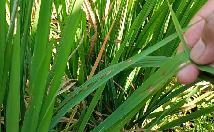 Ternyata Bukan Neck Blast yang Menyerang Tanaman Padi di Kediri, Tapi Xanthomonas