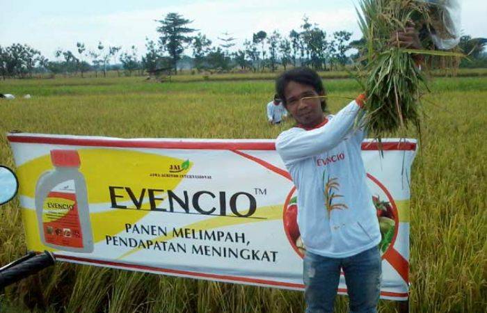 Panen Raya di Desa Gegeran Ponorogo, Produksi Padi Petani Meningkat Gunakan Evencio dan Piribac Panen Raya di Desa Gegeran Ponorogo, Produksi Padi Petani Meningkat Gunakan Evencio dan Piribac