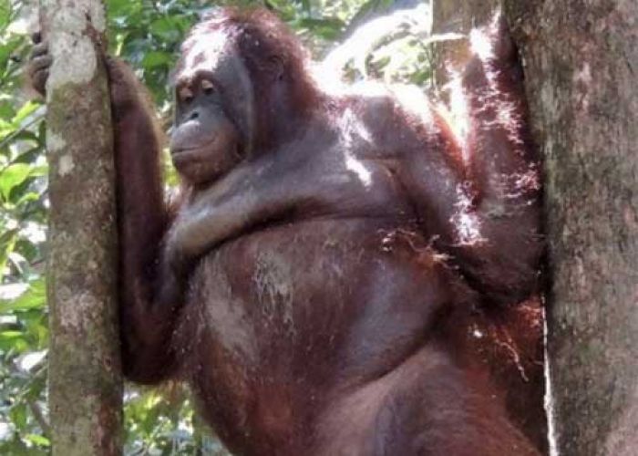 Dikunjungi Mantan Germonya, Orangutan yang Pernah Dijadikan Pelacur Menjerit dan Berak-berak Dikunjungi Mantan Germonya, Orangutan yang Pernah Dijadikan Pelacur Menjerit dan Berak-berak