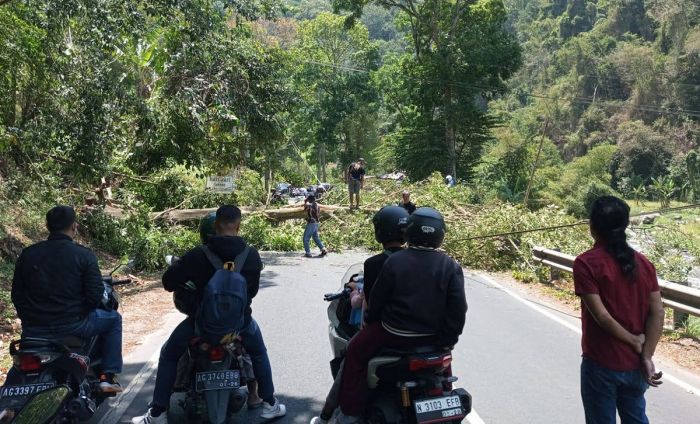 Angin Kencang Tumbangkan Sejumlah Pohon di Kota Batu Angin Kencang Tumbangkan Sejumlah Pohon di Kota Batu