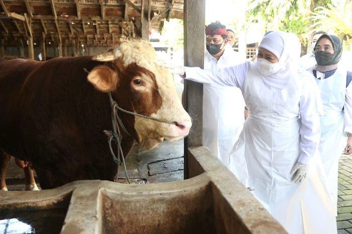 Tindaklanjuti SE Kemenag, Gubernur Khofifah Anjurkan Penyembelihan Hewan Kurban di RPH Tindaklanjuti SE Kemenag, Gubernur Khofifah Anjurkan Penyembelihan Hewan Kurban di RPH