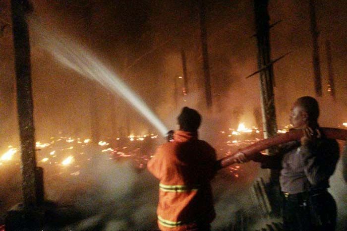 Kandang Ternak di Blitar Terbakar, Belasan Ribu Ayam Terpanggang