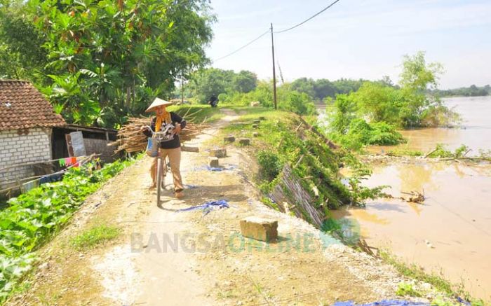 Longsor, Tanggul Sungai Bengawan Solo di Kanor Mengkhawatirkan