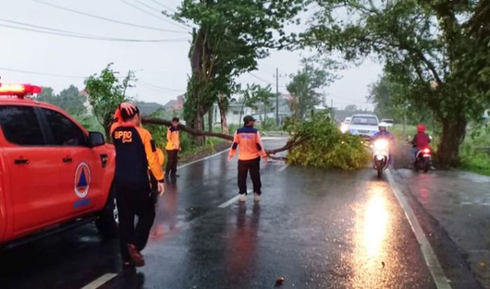 Hujan Deras Disertai Angin Kencang Guyur Gresik, Sejumlah Pohon Tumbang