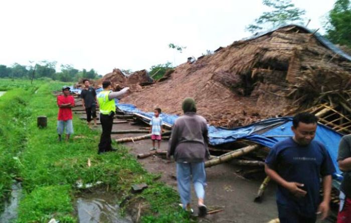 Plosoklaten Diterjang Angin, Ribuan Ayam Mati, Peternak Rugi Rp 1,2 Miliar Plosoklaten Diterjang Angin, Ribuan Ayam Mati, Peternak Rugi Rp 1,2 Miliar