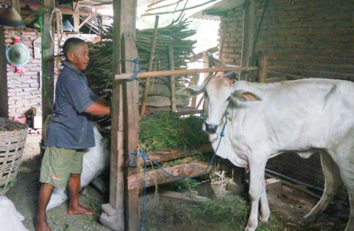 Penerima Bantuan Sapi dari Pemkab Ngawi Banyak yang Tak Siap