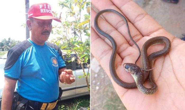 Fenomena Munculnya Serangan Ular Kobra, Diduga Karena Habitatnya Terganggu