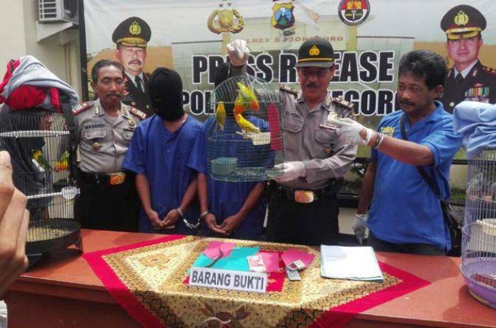 Bocah Kembar Asal Modo Lamongan Kompak Curi Burung di Bojonegoro Bocah Kembar Asal Modo Lamongan Kompak Curi Burung di Bojonegoro