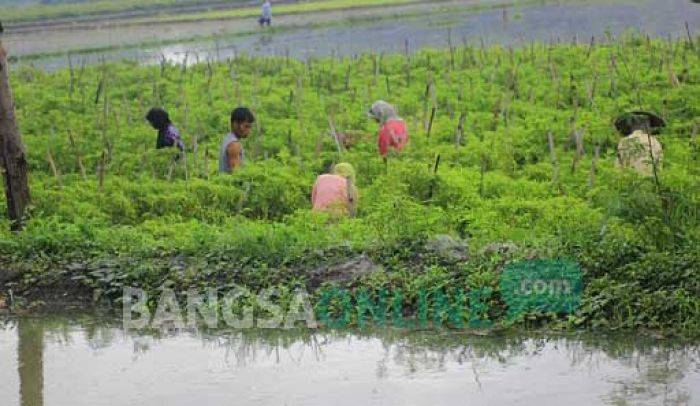 Terendam Air, Petani Cabai di Bojonegoro Panen Dini