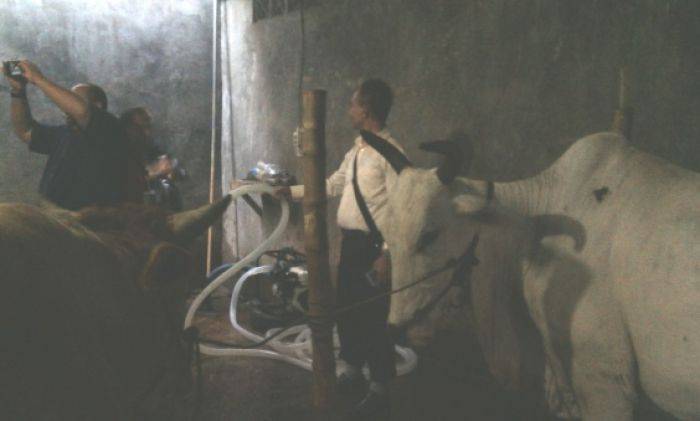 Polda Jatim Gerebek Kandang Sapi Gelonggongan di Sidoarjo Polda Jatim Gerebek Kandang Sapi Gelonggongan di Sidoarjo