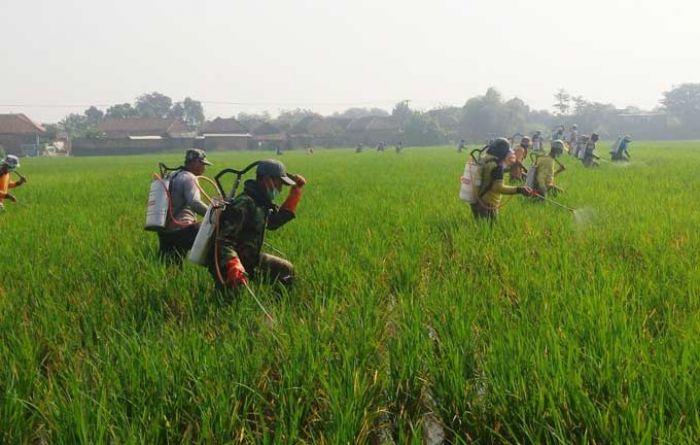 Disperta Pasuruan Gelar Penyemprotan Massal di Ngayunan, Dewan: Kendala Petani Bukan hanya Wereng Disperta Pasuruan Gelar Penyemprotan Massal di Ngayunan, Dewan: Kendala Petani Bukan hanya Wereng