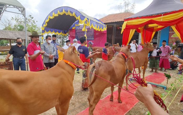 UTM Gandeng UGM Launching Pembentukan Pusat Riset & Pengembangan Sapi Madura UTM Gandeng UGM Launching Pembentukan Pusat Riset & Pengembangan Sapi Madura