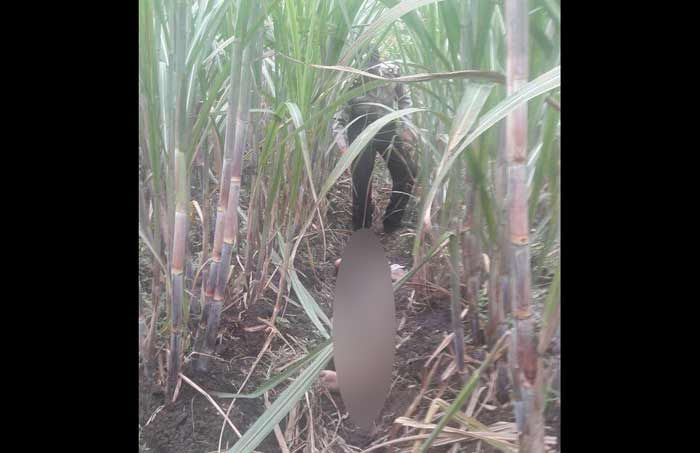 Temuan Mayat di Kebun Tebu Desa Pule Kediri, Diduga Korban Pembunuhan