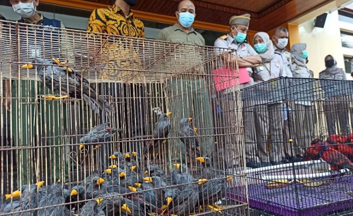 Penyelundupan Burung Dilindungi Melalui Tanjung Perak Surabaya Berhasil Digagalkan Penyelundupan Burung Dilindungi Melalui Tanjung Perak Surabaya Berhasil Digagalkan