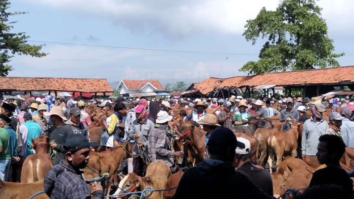 Jelang Iduladha, Disnak Bangkalan Perketat Pengawasan Hewan Kurban yang Dijual Jelang Iduladha, Disnak Bangkalan Perketat Pengawasan Hewan Kurban yang Dijual