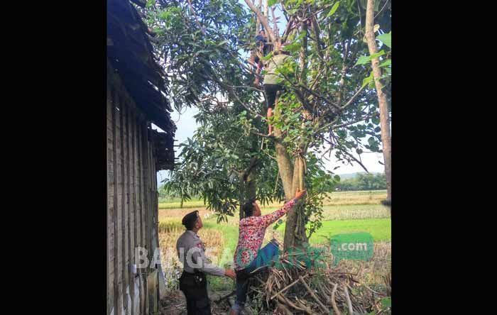 Tersengat Listrik, Petani di Parengan Meninggal di atas Pohon