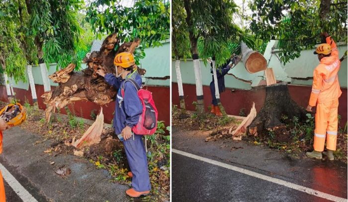 Hujan Disertai Angin Kencang, Pohon Mindi 18 Meter di Kota Batu Ambruk dan Timpa Pagar Panti Sosial Hujan Disertai Angin Kencang, Pohon Mindi 18 Meter di Kota Batu Ambruk dan Timpa Pagar Panti Sosial