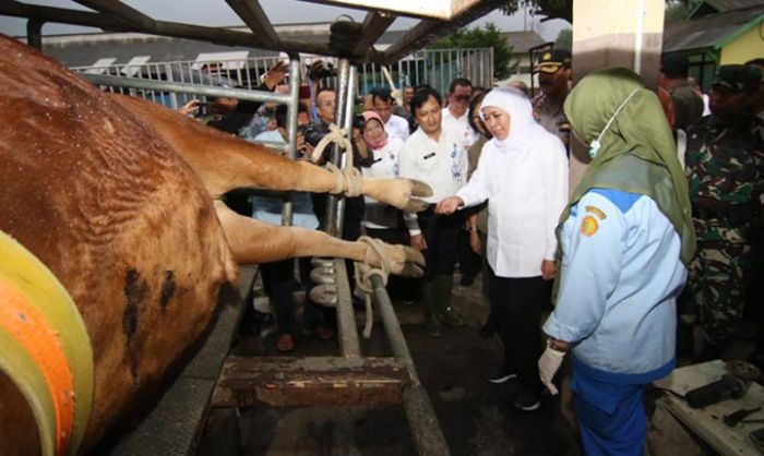Jelang Nataru, Khofifah Jamin Stok Bapok Hasil Peternakan Aman dan Stabil Jelang Nataru, Khofifah Jamin Stok Bapok Hasil Peternakan Aman dan Stabil