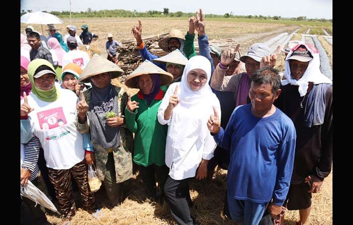 Panen Bareng, Khofifah Didukung Petani Tuban Panen Bareng, Khofifah Didukung Petani Tuban