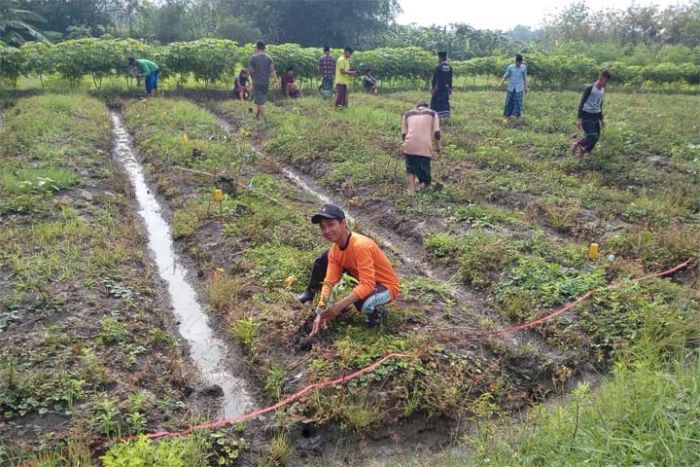 Ciptakan Potensi Wisata Desa dengan Tanam Pohon Sirsak Madu Ciptakan Potensi Wisata Desa dengan Tanam Pohon Sirsak Madu