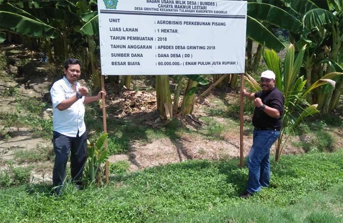 FBPD Kunjungi Agrobisnis Perkebunan Pisang di Desa Grinting Sidoarjo FBPD Kunjungi Agrobisnis Perkebunan Pisang di Desa Grinting Sidoarjo