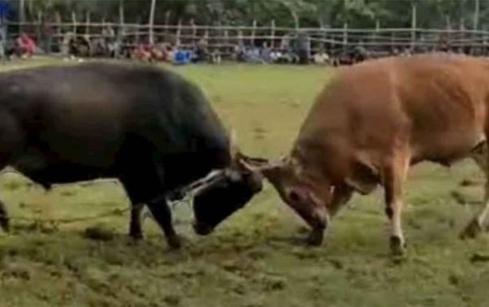 Thok-Thok: Antara Budaya dan Sekadar Hiburan Thok-Thok: Antara Budaya dan Sekadar Hiburan