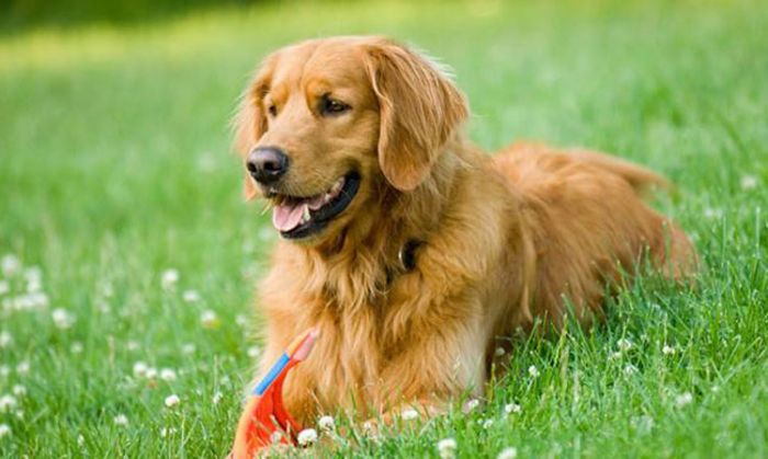 Tafsir Al-Kahfi 22: Tuhan Membedakan Manusia Dengan Anjing Tafsir Al-Kahfi 22: Tuhan Membedakan Manusia Dengan Anjing