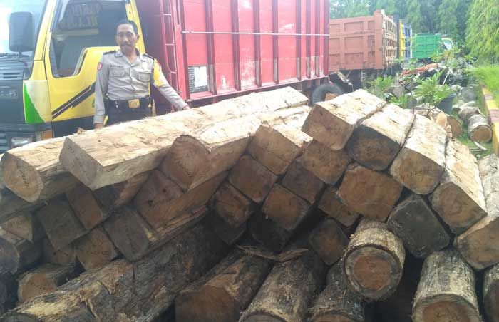 Polres Bojonegoro Tangkap Dua Tersangka Illegal Logging