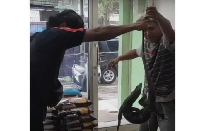Bukan untuk Dijual, Biawak ini Tiba-Tiba Masuk Toko Peliharaan Hewan di Bangkalan Bukan untuk Dijual, Biawak ini Tiba-Tiba Masuk Toko Peliharaan Hewan di Bangkalan