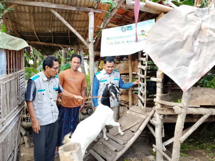 YBM PLN Salurkan Bantuan Ternak Kambing untuk Buruh Serabutan di Sumenep