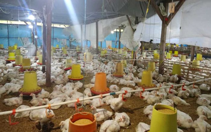 Musim Hujan, Peternak Ayam di Nganjuk Harus Siaga 24 Jam Musim Hujan, Peternak Ayam di Nganjuk Harus Siaga 24 Jam
