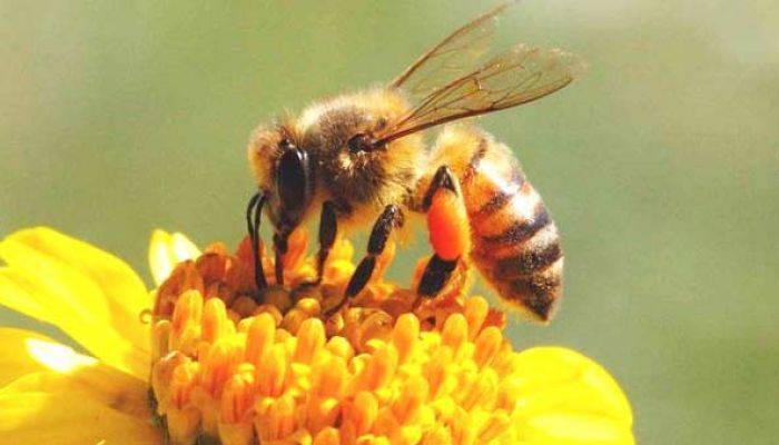 Tafsir Al-Nahl 69: Lebah Pemabuk Diusir dari Perkumpulan