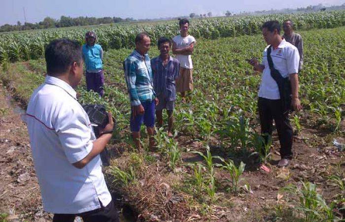 Penemuan Granat Nanas Hebohkan Warga Talkandang Situbondo Penemuan Granat Nanas Hebohkan Warga Talkandang Situbondo