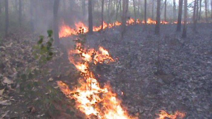 Hutan Jati RPH Tuban Terbakar, Berpotensi Ganggu Pemudik