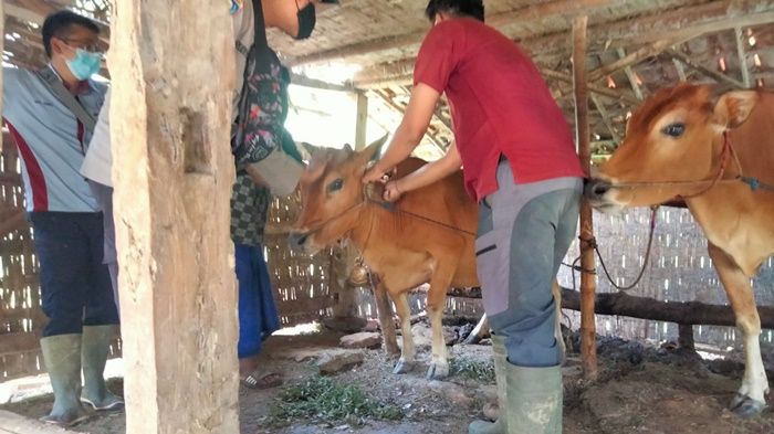 Peternak Keluhkan Biaya Suntik Sapi, Disperta KP Diminta Terbitkan SK Sampang Darurat PMK Peternak Keluhkan Biaya Suntik Sapi, Disperta KP Diminta Terbitkan SK Sampang Darurat PMK