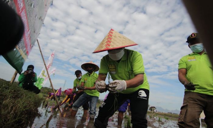 Untungkan Petani 2 Kali Lipat, Bupati Situbondo Mulai Uji Coba Bibit Padi BK-900 Untungkan Petani 2 Kali Lipat, Bupati Situbondo Mulai Uji Coba Bibit Padi BK-900