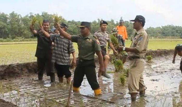 Ciptakan Lumbung Pangan, Disperta dan Kodim 0810 Nganjuk Tanam Padi Serentak Ciptakan Lumbung Pangan, Disperta dan Kodim 0810 Nganjuk Tanam Padi Serentak
