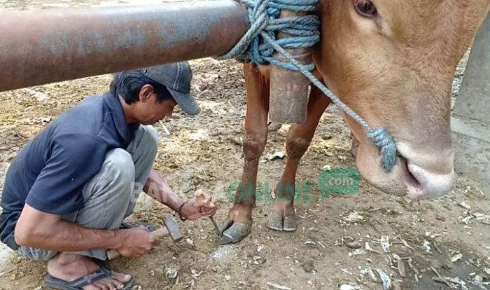 Salon Hewan di Kota Blitar, Dandani Sapi agar Sehat dan Cantik Salon Hewan di Kota Blitar, Dandani Sapi agar Sehat dan Cantik